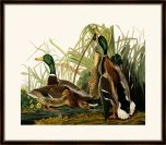 Audubon's Mallard Duck II