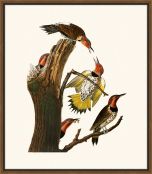 Audubon's Gold-Winged Woodpecker II