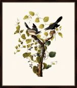Audubon's Loggerhead Shrike II