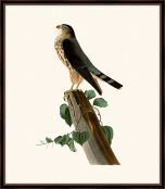Audubon's Le Petit Caporal II