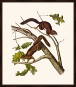 Audubon's Soft-Haired Squirrel II
