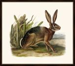 Audubon's California Hare II