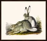 Audubon's Rocky Mountain Hare II