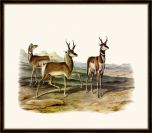 Audubon's Prong-Horned Antelope II