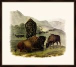 Audubon's American Bison III