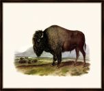 Audubon's American Bison IV