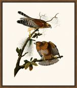 Audubon's Red Shouldered Hawk II