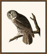 Audubon's Great Cinerous Owl II