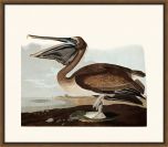 Audubon's Brown Pelican II