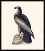 Audubon's Bird Of Washington - Bald Eagle II