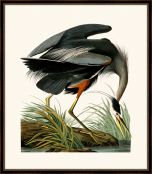 Audubon's Great Blue Heron II