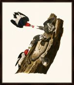 Audubon's Red Headed Woodpeckers II