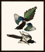 Audubon's American Magpie II