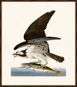 Audubon's Fish Hawk or Osprey I