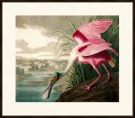 Audubon's Roseate Spoonbill II