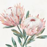 King Protea I Boxed Canvas