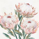 King Protea II Boxed Canvas