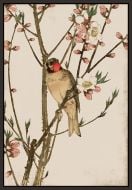 Ruby Throat and Peach Blossoms Petite on Canvas