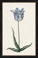 Study of a Blue Tulip II