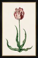 Study of a Red Tulip I Petite