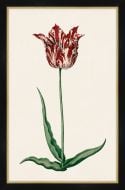 Study of a Red Tulip II Petite