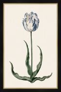 Study of a Blue Tulip I Petite