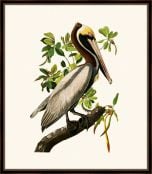 Audubon's Brown Pelican II