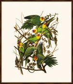 Audubon's Carolina Parrot I