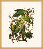 Audubon's Carolina Parrot in Gold