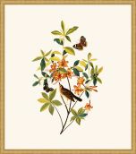 Audubon's Swainson's Warbler in Gold