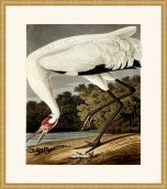 Audubon's Hooping Crane in Gold