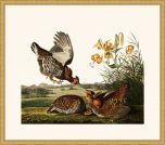 Audubon's Pinnated Grouse in Gold