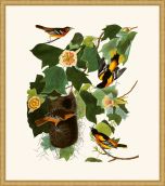 Audubon's Baltimore Oriole in Gold