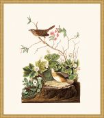 Audubon's Lincoln Finch in Gold