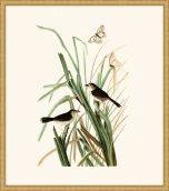 Audubon's MacGillivray Finch in Gold