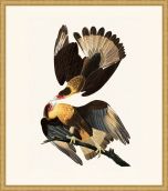 Audubon's Brasilian Caracara in Gold