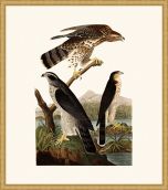 Audubon's Goshawk and Stanley Hawk in Gold