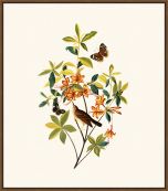 Audubon's Swainson's Warbler