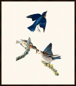 Audubon's Bluebird
