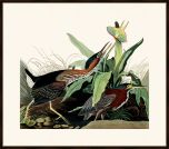 Audubon's Green Heron