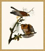 Audubon's Red Shouldered Hawk in Gold