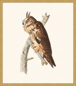 Audubon's Long Eared Owl in Gold