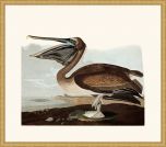 Audubon's Brown Pelican in Gold