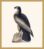 Audubon's Bird Of Washington - Bald Eagle in Gold