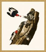 Audubon's Red Headed Woodpeckers in Gold