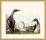 Audubon's Black Throated Diver in Gold