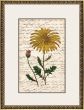 Yellow Flower With Writing I