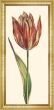 Red Tulip II