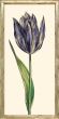 Purple Tulip II