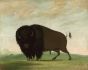 Buffalo Bull, Grazing on the Prairie, George Catlin, 1832-1833 Boxed Canvas